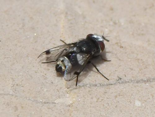 Sphenometopa fastuosa
